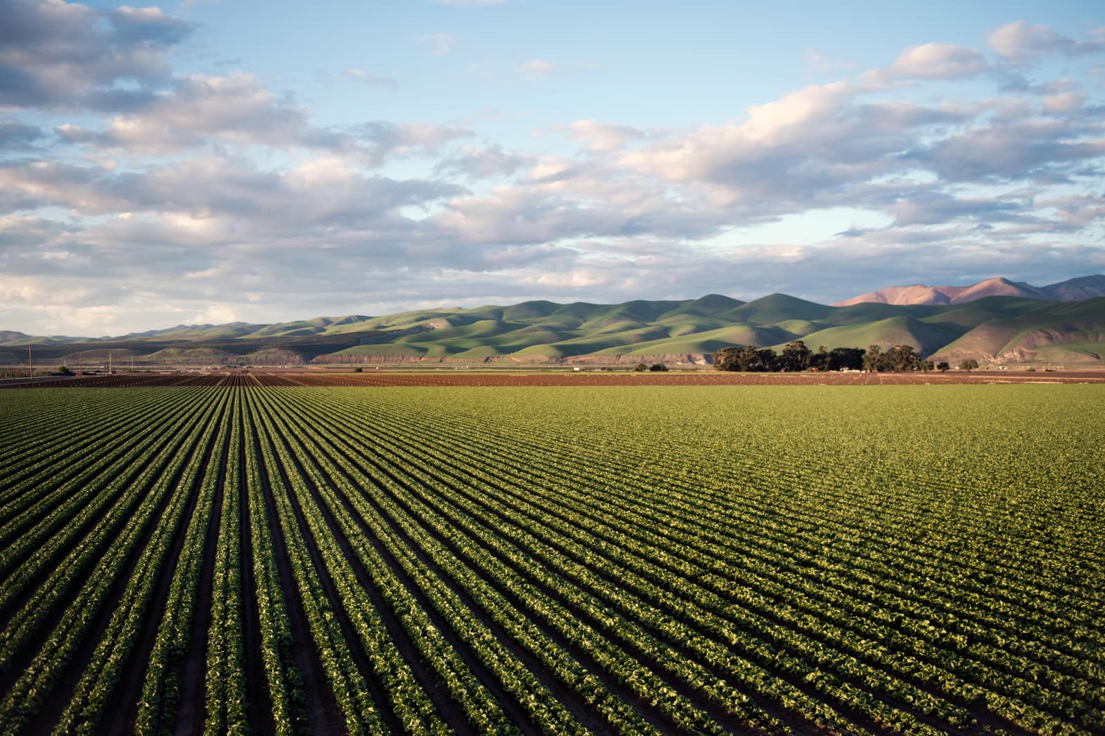 The Impact of Black Soldier Fly Farming on Sustainable Agriculture